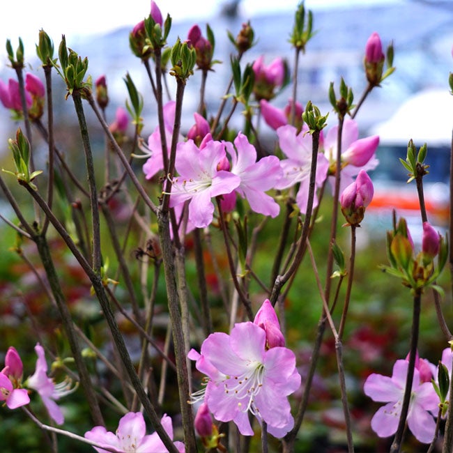 クロフネツツジ 苗 通販 苗木部 By 花ひろばオンライン