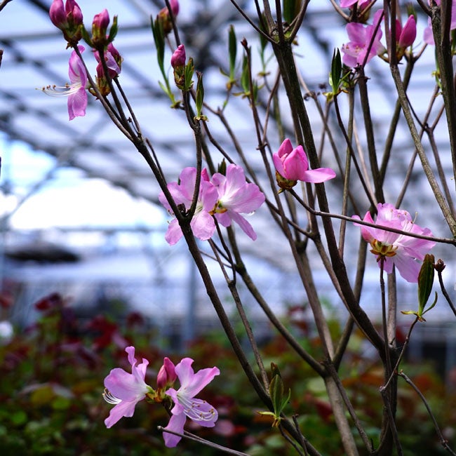 クロフネツツジ 苗 通販 苗木部 By 花ひろばオンライン