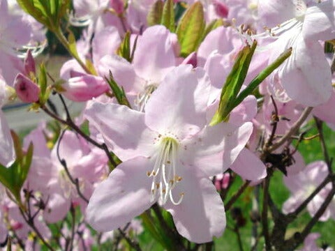 クロフネツツジ 苗 通販 苗木部 By 花ひろばオンライン