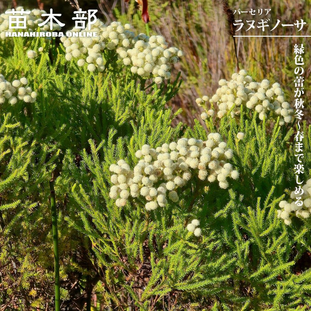 000000143864-01.jpg?size=m&w=