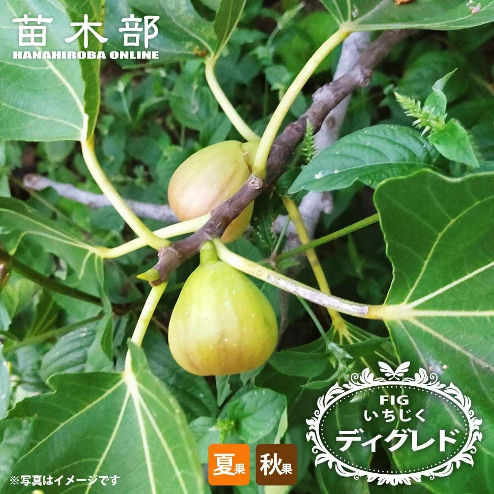 ゴールドファイガー 秋果専用種 苗 販売 苗木部 By 花ひろばオンライン