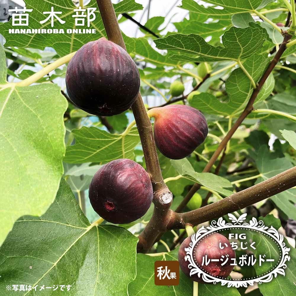 チョウセンニンジン 苗 販売 苗木部 By 花ひろばオンライン