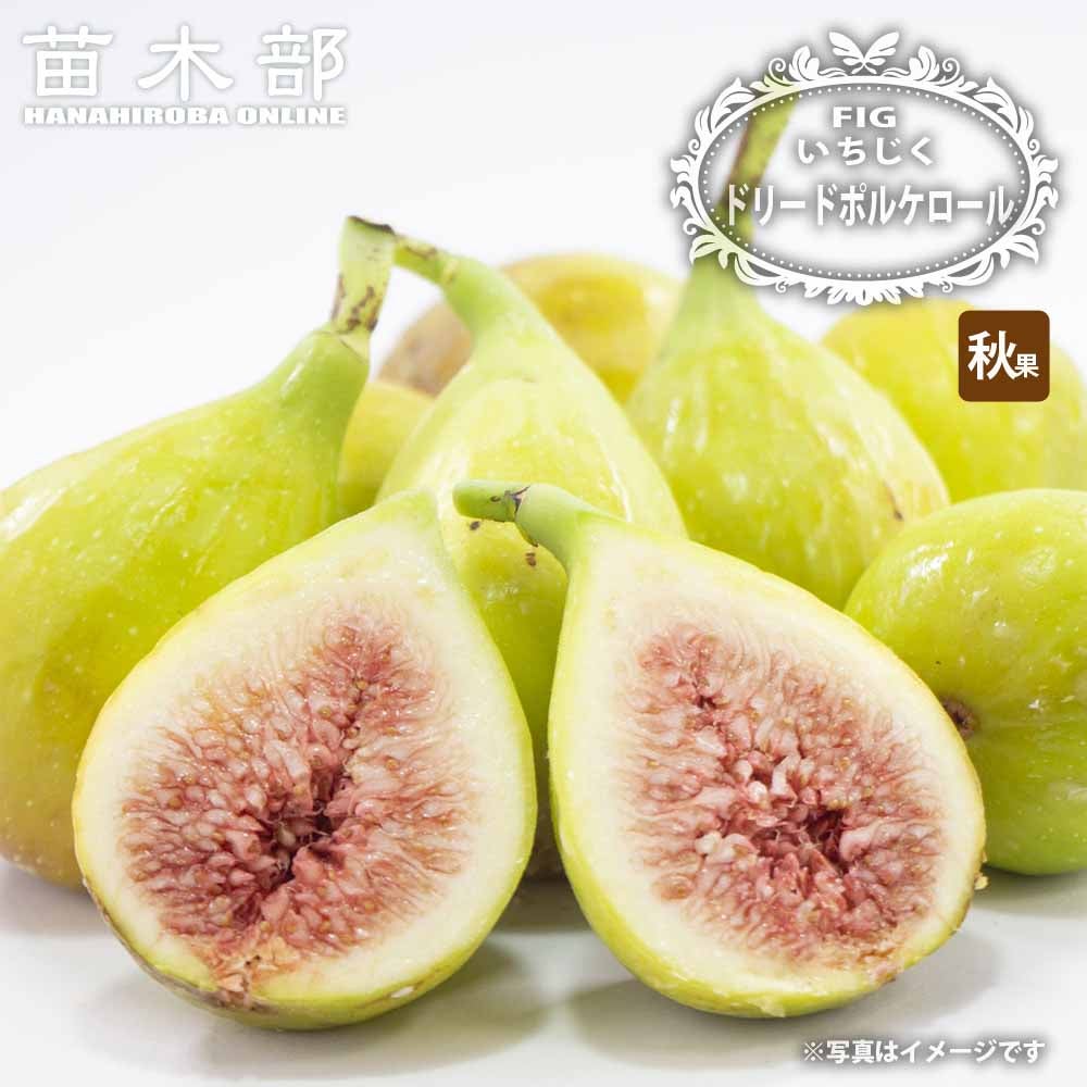 イチジク 秋果専用種 ドリードポルケロール 苗 販売 苗木部 By 花