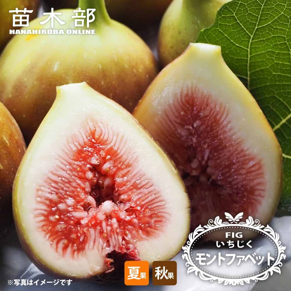 イチジク 秋果専用種 ルージュボルドー 苗 販売 苗木部 By 花ひろば