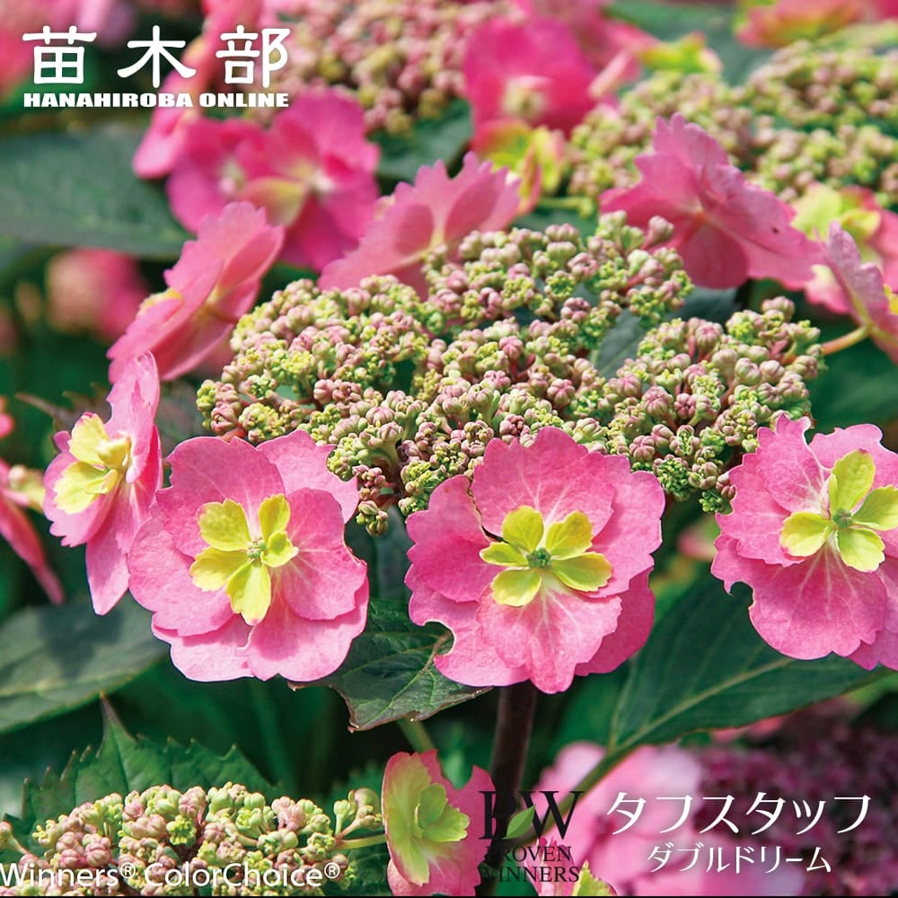 アジサイ タフスタッフ 苗 通販 苗木部 By 花ひろばオンライン