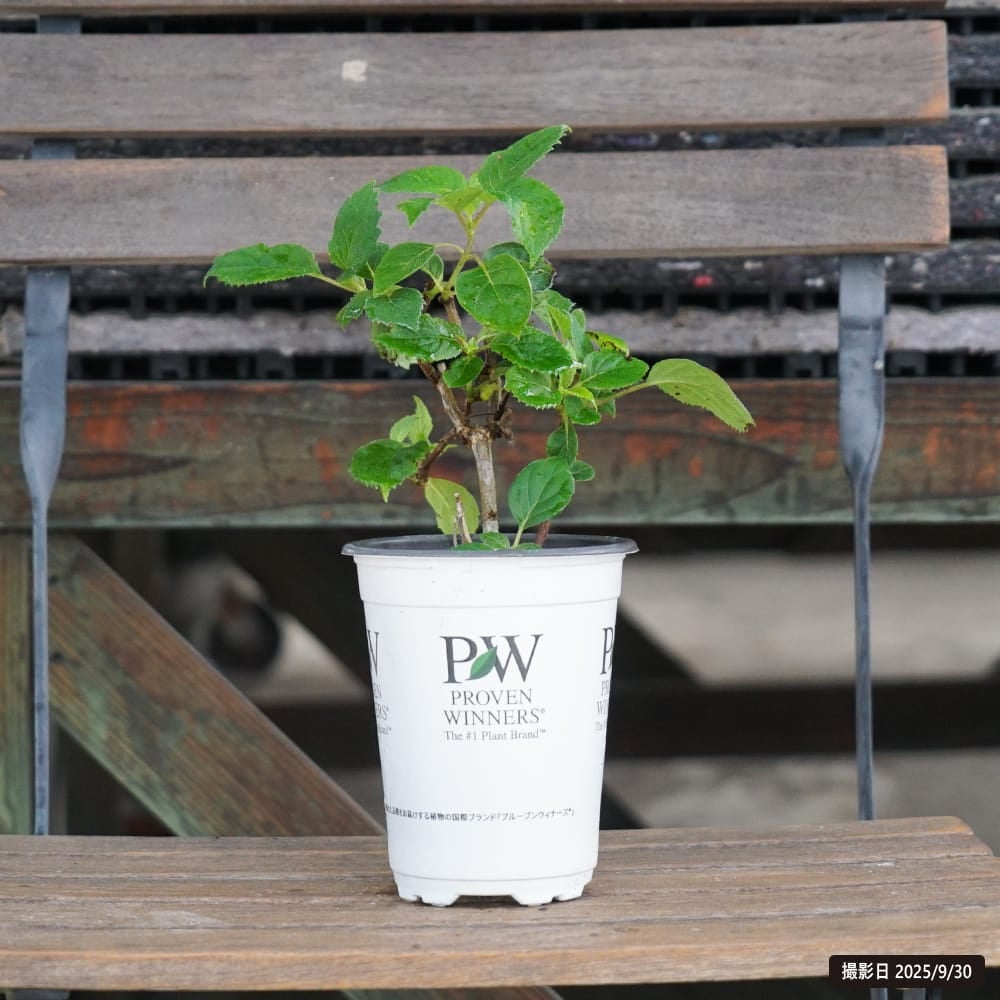 アジサイ タフスタッフ 苗 通販 苗木部 By 花ひろばオンライン