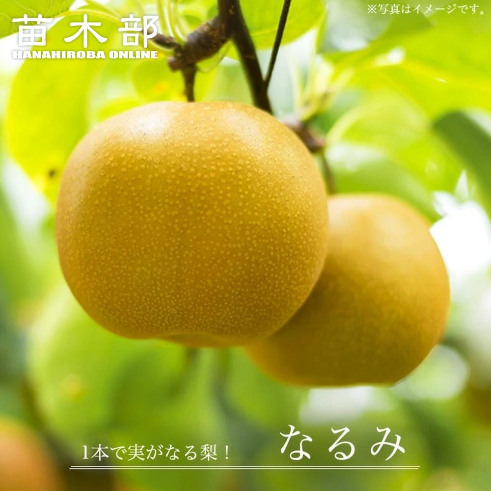 000000043986-01.jpg?size=m&w=