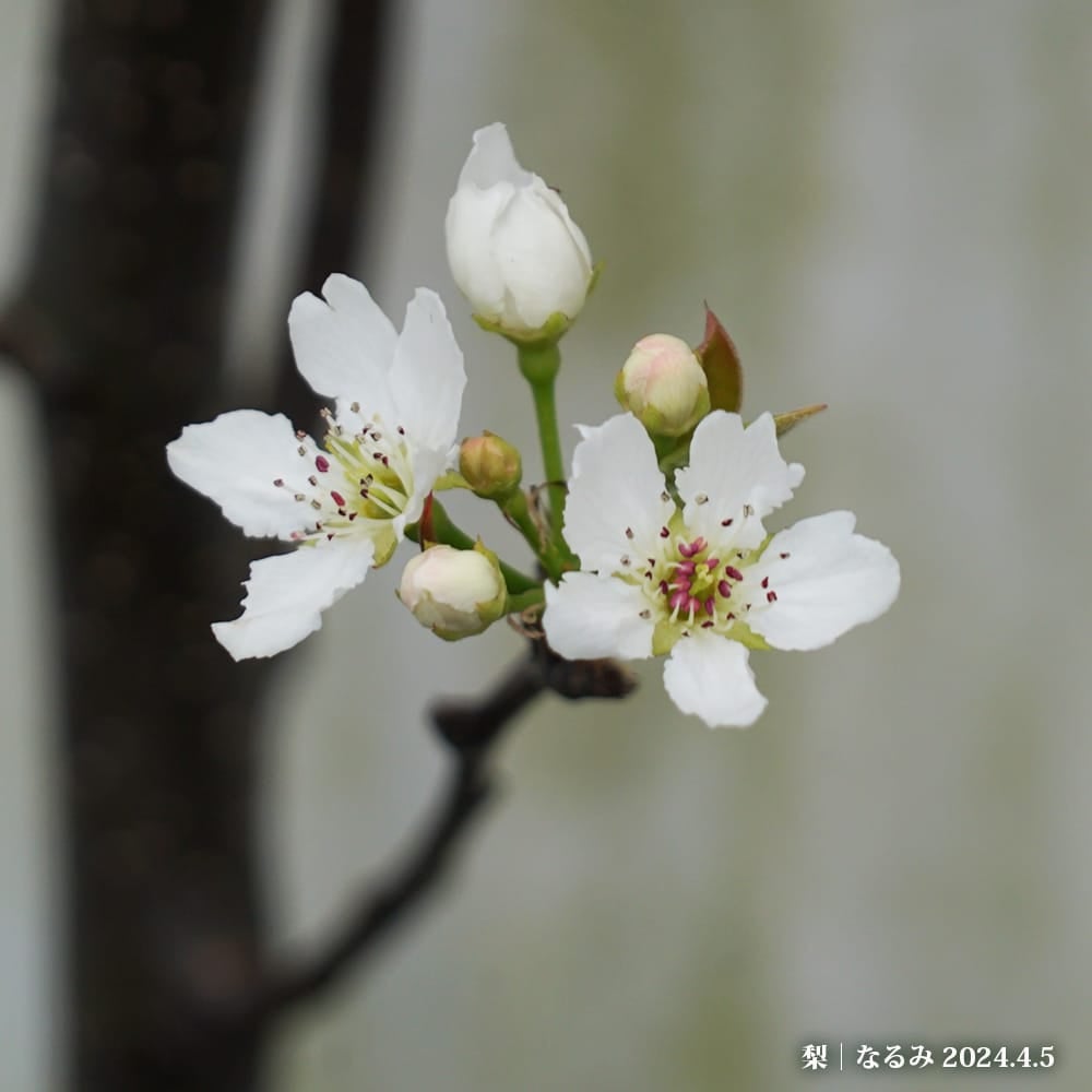 梨 赤ナシ なるみ 苗 販売 苗木部 By 花ひろばオンライン