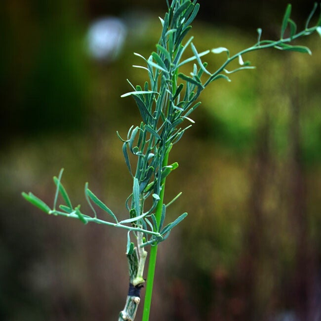 柑橘 ライム デザートライム 苗 販売 苗木部 By 花ひろばオンライン