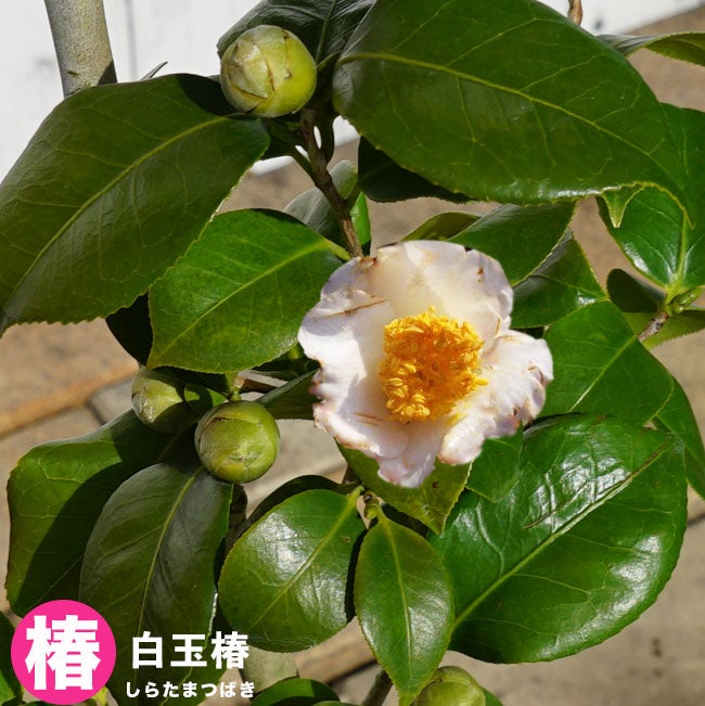白玉　椿 000000044215-02.jpg?size=l&w=