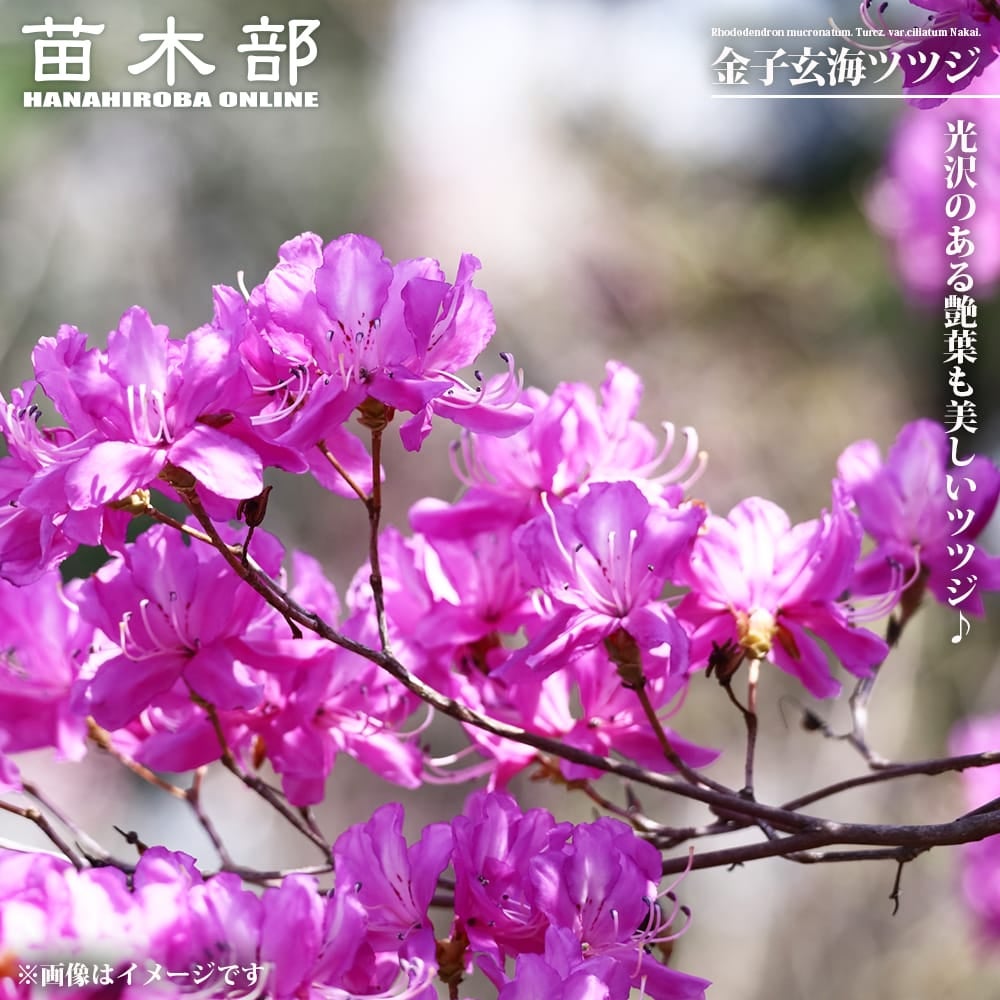 カネコゲンカイツツジ　１００センチ カネコゲンカイツツジ 100センチの通販 by ランド834's shop｜ラクマ