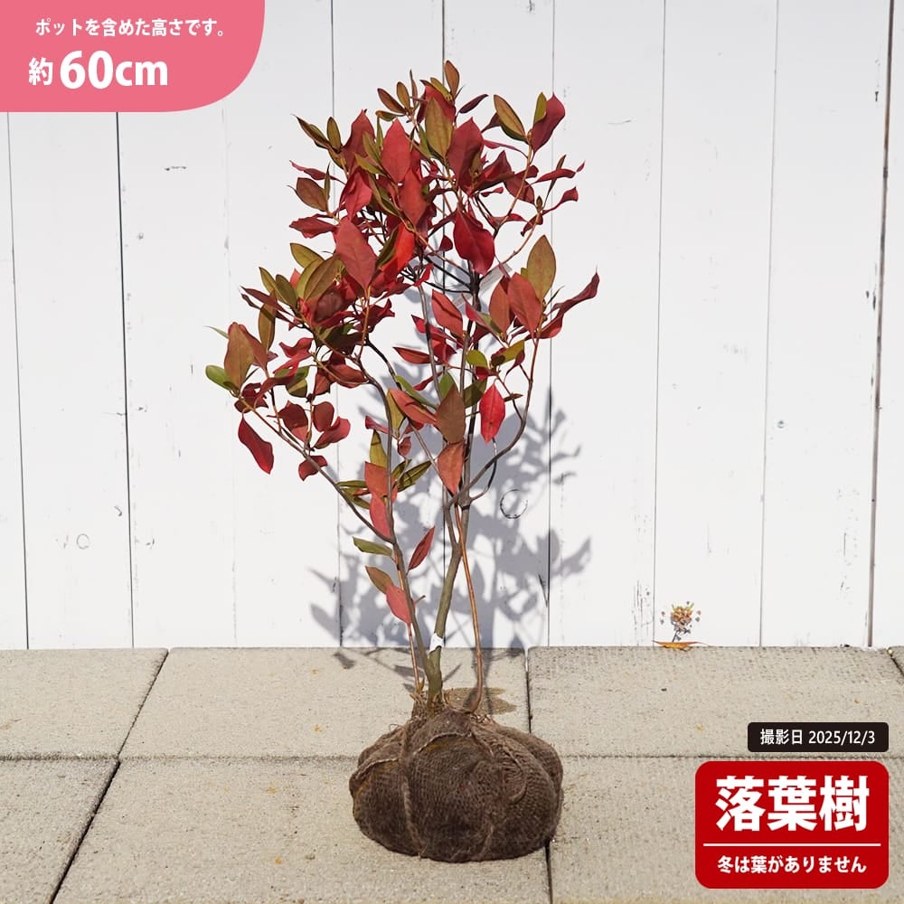 カネコゲンカイツツジ　１００センチ カネコゲンカイツツジ販売 秋元園芸