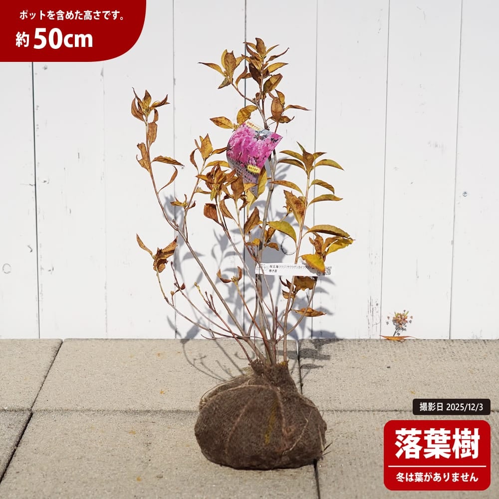 サクラゲンカイツツジ【現品発送】管理80064 桜玄海ツツジ 苗 販売 苗木部 By 花ひろばオンライン