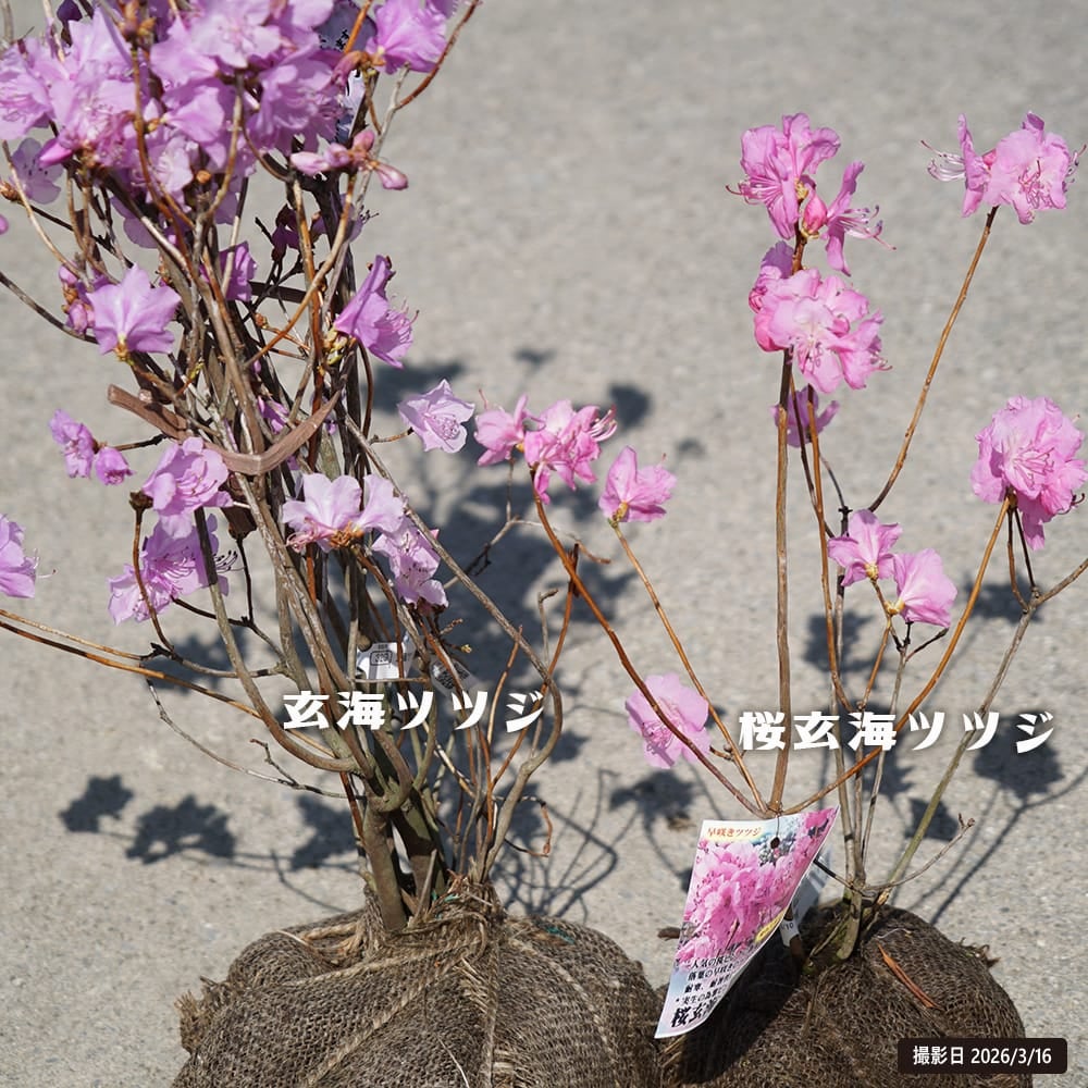 サクラゲンカイツツジ【現品発送】管理80064 桜玄海ツツジ 苗 販売 苗木部 By 花ひろばオンライン