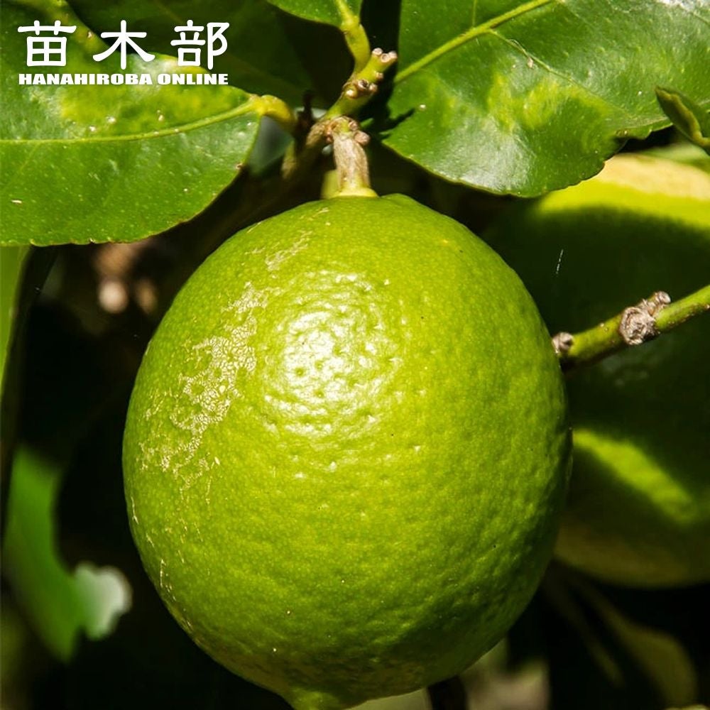 000000044510-01.jpg?size=m&w=