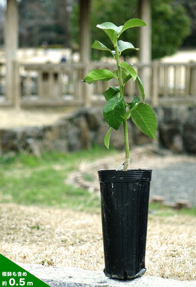4年生　花芽つき　タヒチライム接木苗／苗　樹高130cm 6.5号鉢植え 楽天市場】タヒチ ライム 苗の通販