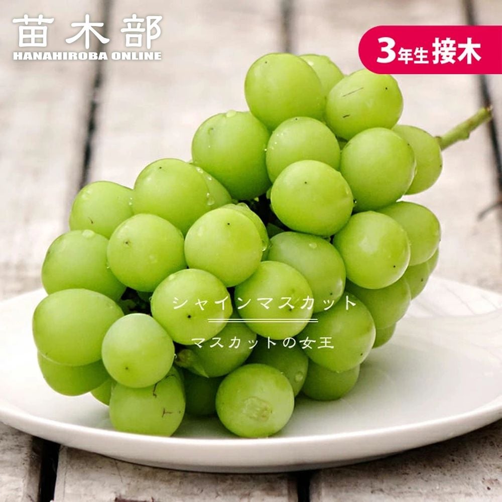 大苗シリーズ | 苗木部 本店 By 花ひろばオンライン