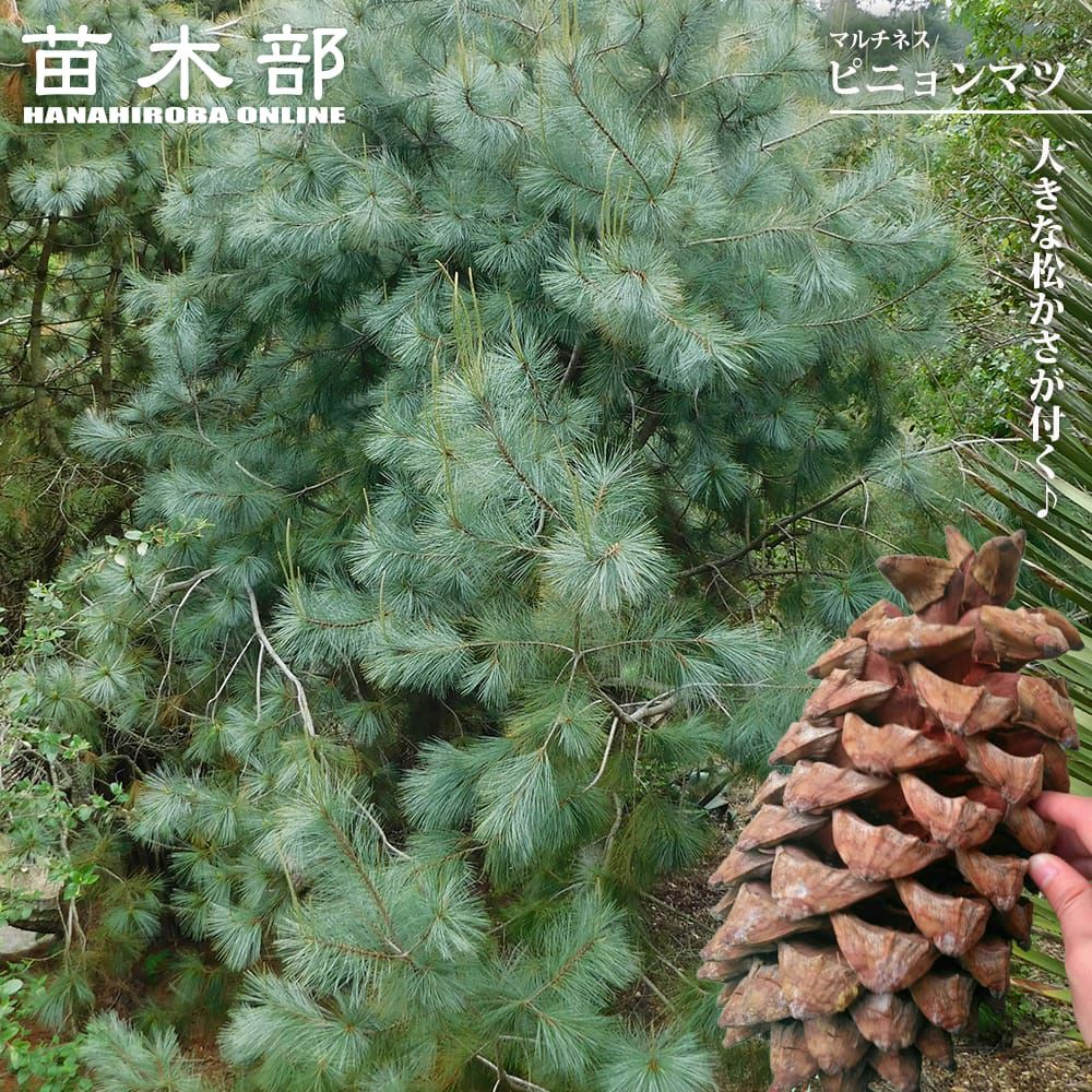 マルチネス ピニョンマツ 苗 販売 苗木部 By 花ひろばオンライン