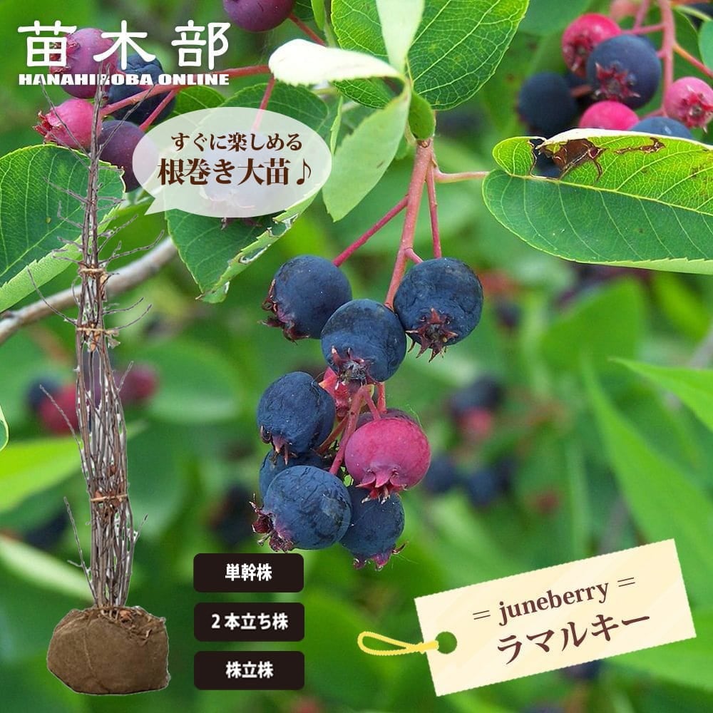ジューンベリー 実生 苗 おすすめ 苗木部 By 花ひろばオンライン
