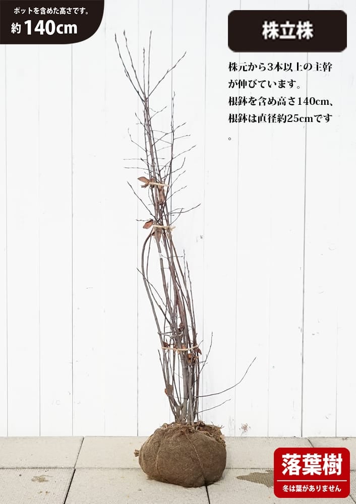 ジューンベリー ラマルキー 株立ち大苗