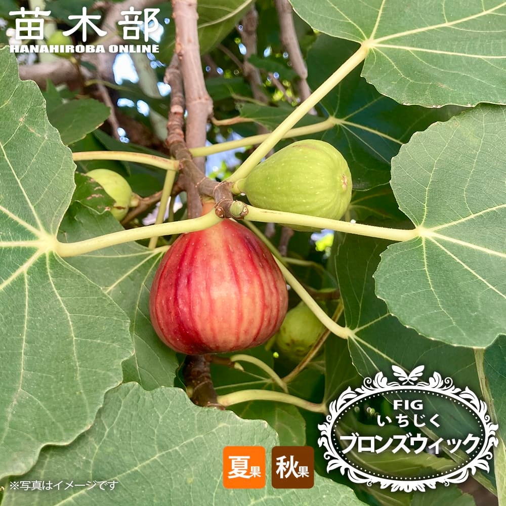 イチジク 夏秋兼用種 ブロンズウィック 苗 販売 苗木部 By 花ひろば