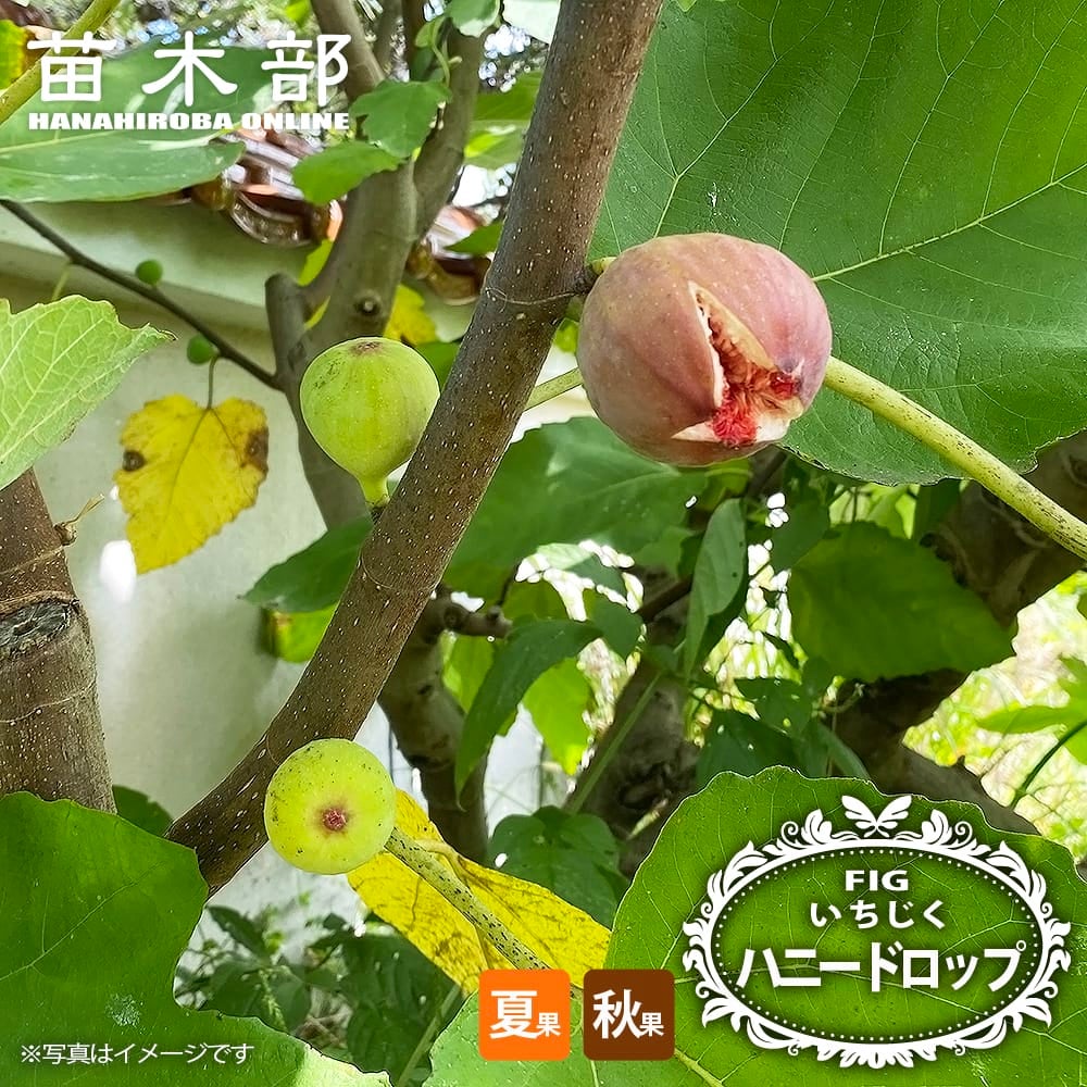 イチジク 夏秋兼用種 ハニードロップ 苗 販売 苗木部 By 花ひろば