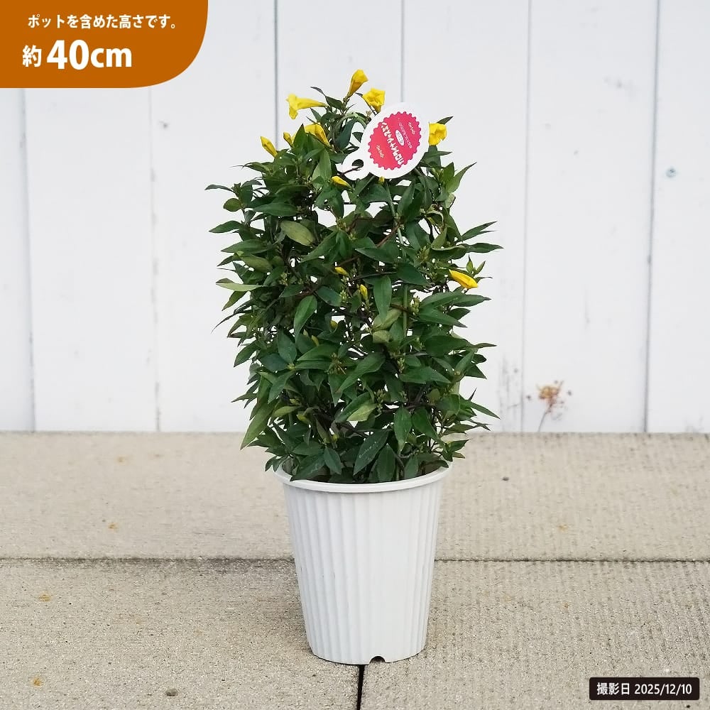 カロライナジャスミン 苗 販売 苗木部 By 花ひろばオンライン