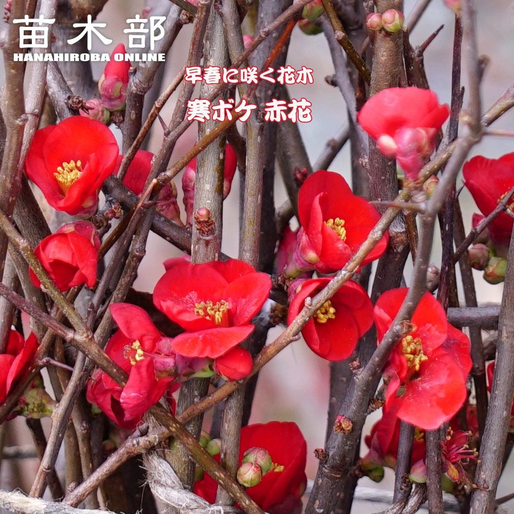 000000144797-01.jpg?size=m&w=