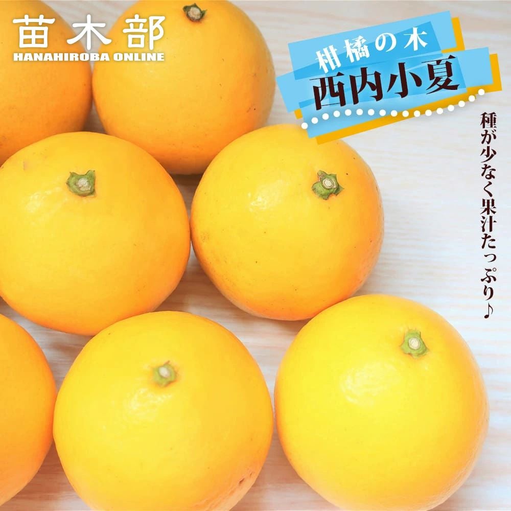 2年生 | 苗木部 本店 By 花ひろばオンライン