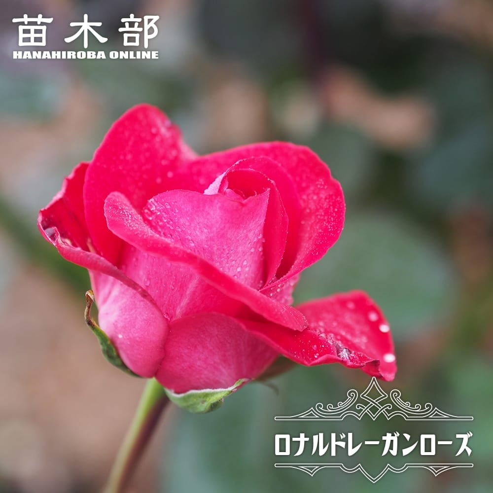 花持ちが良いバラ | 苗木部 本店 By 花ひろばオンライン