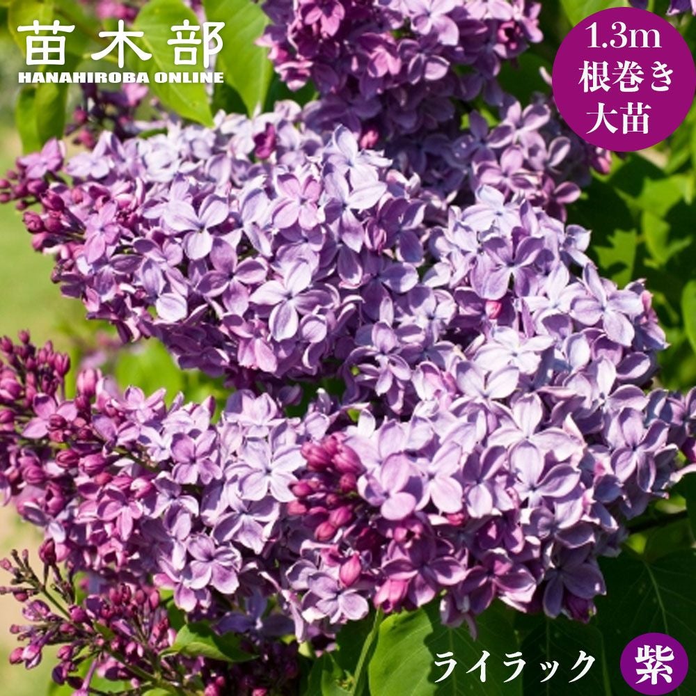 000000045294-01.jpg?size=l&w=