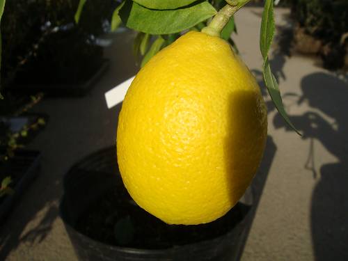 柑橘 レモン アレンユーレカ 苗 鉢植え 苗木部 By 花ひろばオンライン