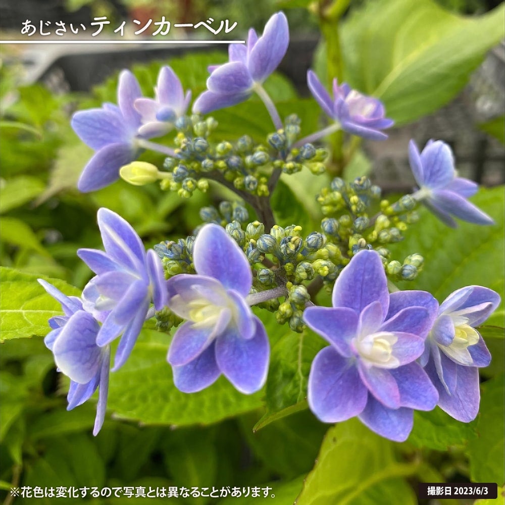 紫陽花　ティンカーベル　大苗　来年用 ティンカーベル ガーデンアジサイ 苗 販売 苗木部 By 花ひろばオンライン