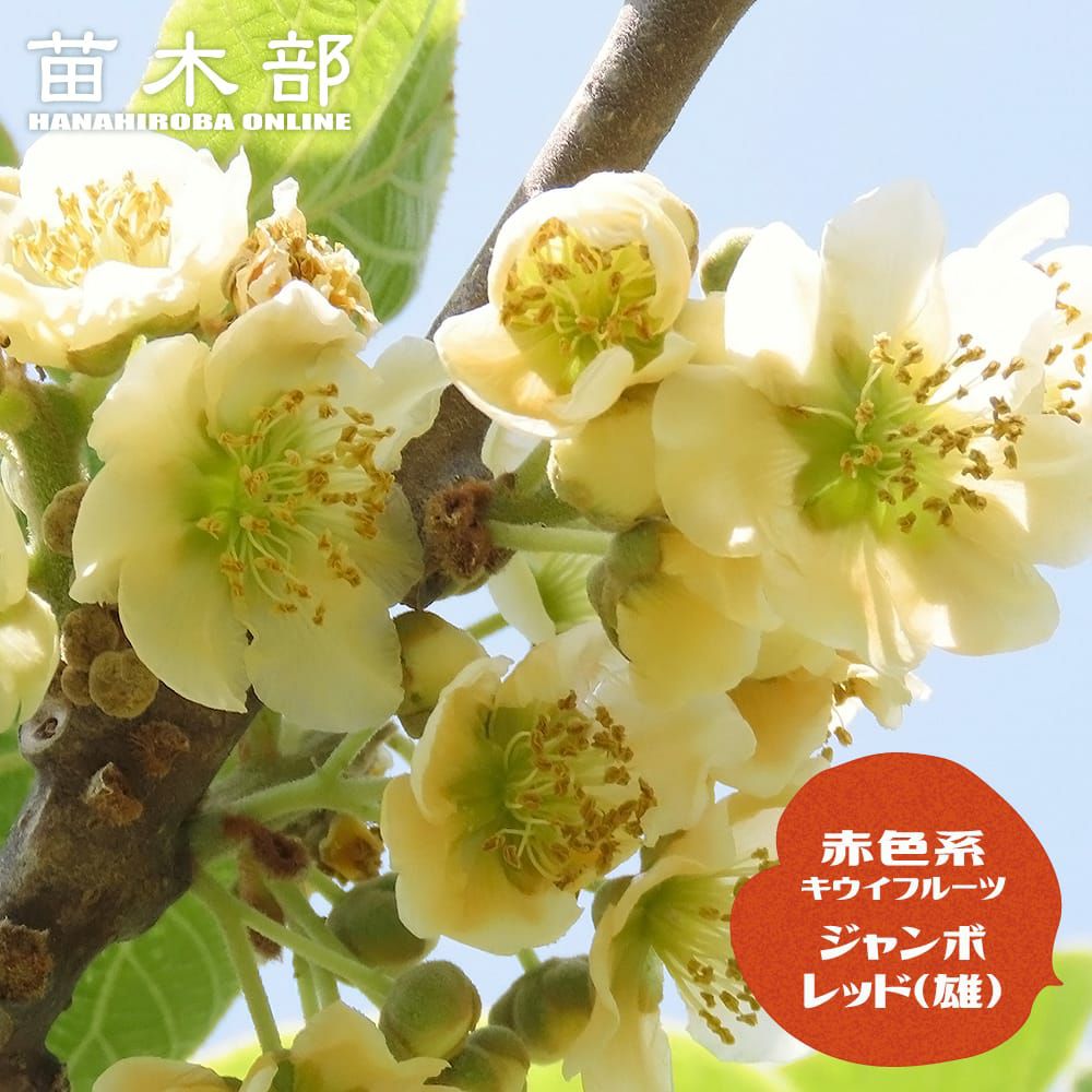 キウイ 赤色系オス ジャンボレッド デリシャス 苗 販売 苗木部 By 花