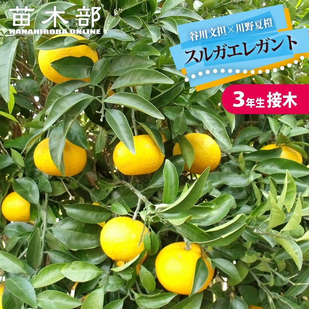 タロッコ ブラッドオレンジ 苗 植え方 苗木部 By 花ひろばオンライン