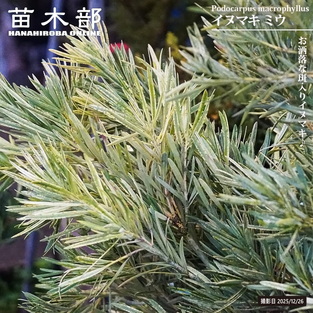 ①*:ஐ這松・ドーム型の松*:ஐ【モンタナマツ・プミリオ ・プリミオ】5号 モンタナ松 苗 販売 苗木部 By 花ひろばオンライン