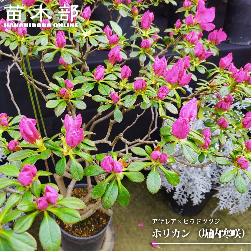 万年青（オモト） 苗 通販 苗木部 By 花ひろばオンライン