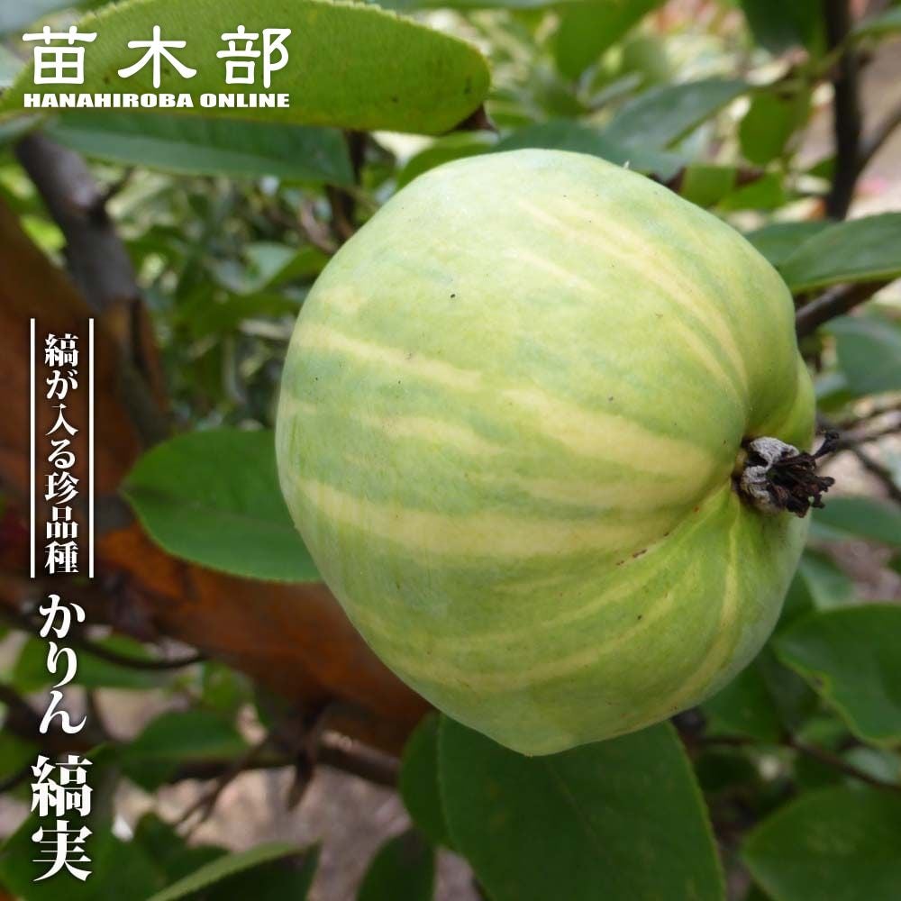 果樹苗 | 苗木部 本店 By 花ひろばオンライン