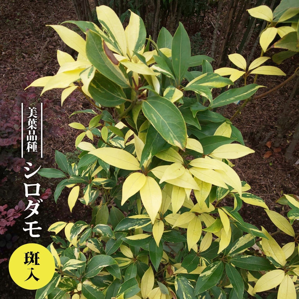 シロダモ 斑入り 苗 通販 苗木部 By 花ひろばオンライン