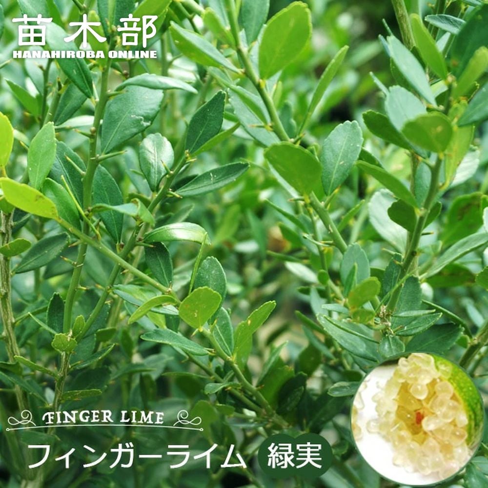 フィンガーライム 緑実 苗 通販 苗木部 By 花ひろばオンライン