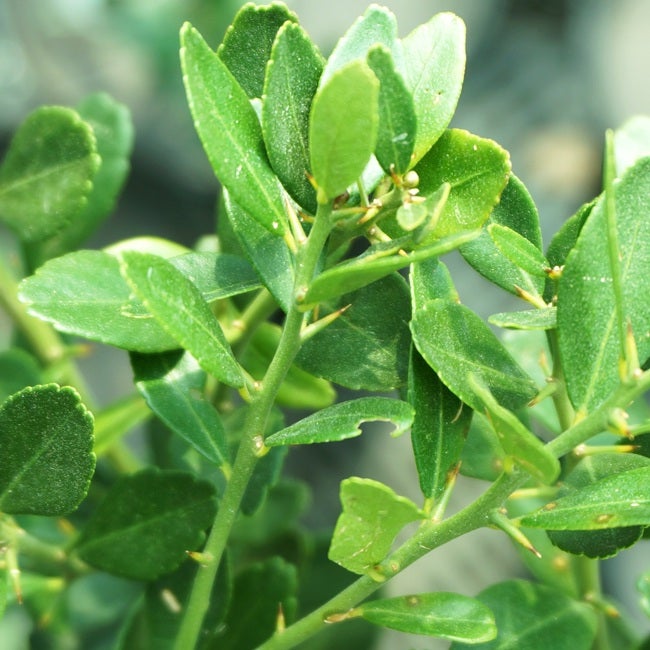 フィンガーライム 緑実 苗 通販 苗木部 By 花ひろばオンライン