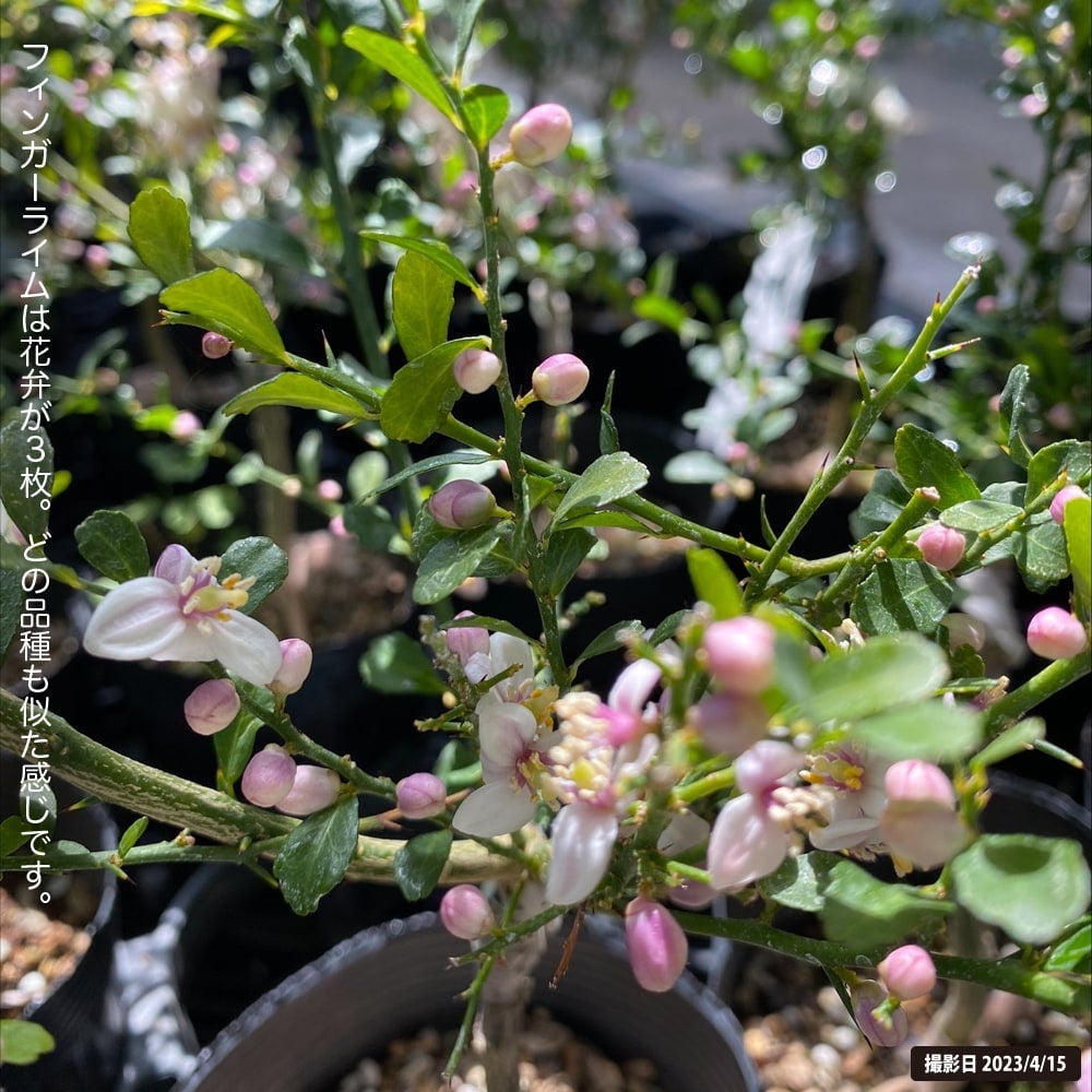 フィンガーライム 緑実 苗 通販 苗木部 By 花ひろばオンライン