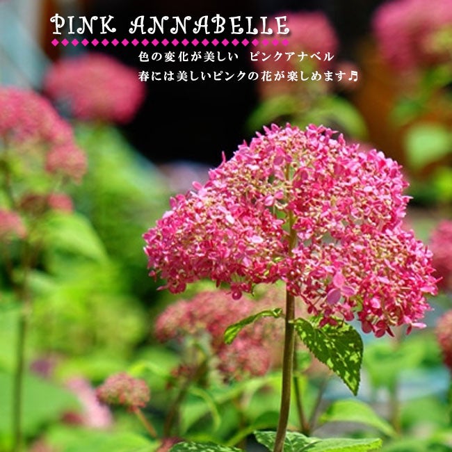 000000045839-01.jpg?size=l&w= 