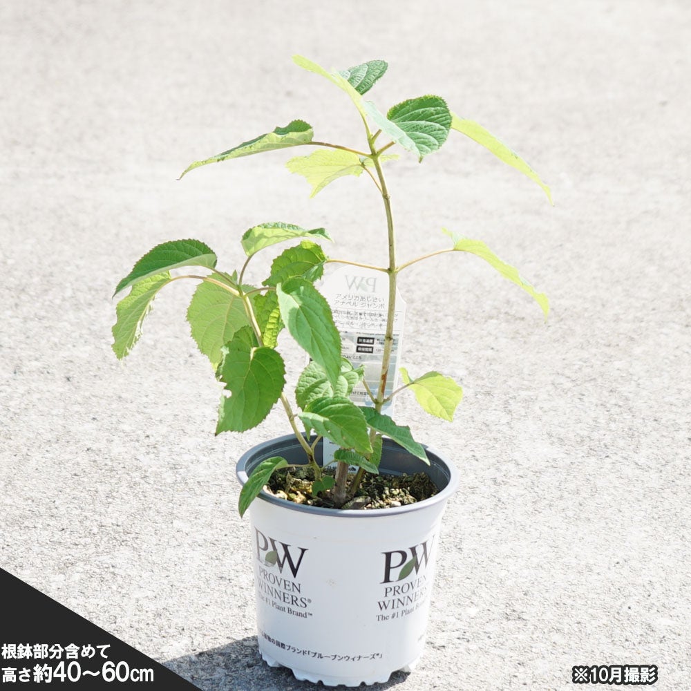 アジサイ ピンクのアナベル 苗 おすすめ 苗木部 By 花ひろばオンライン