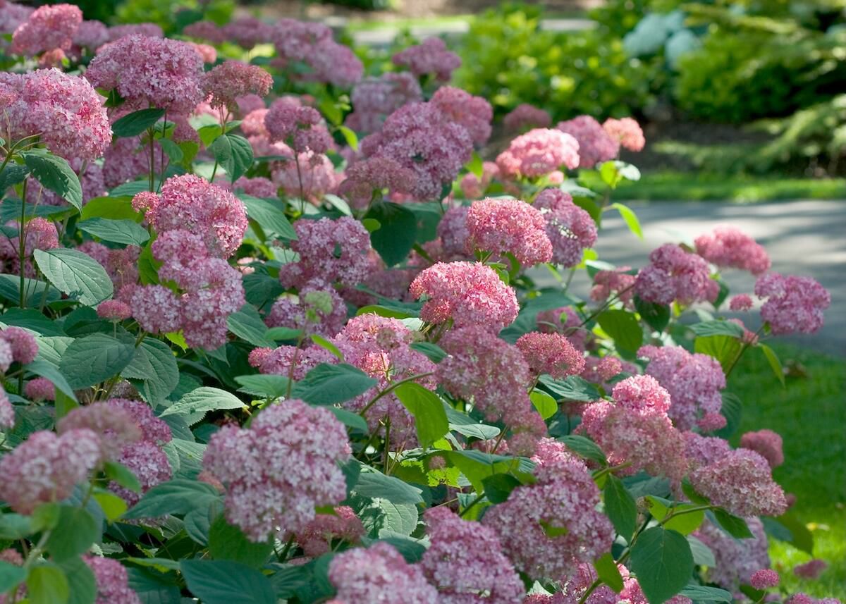 000000045839-05.jpg?size=l&w=