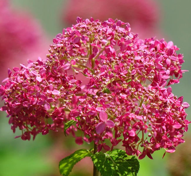 アジサイ ピンクのアナベル 苗 おすすめ 苗木部 By 花ひろばオンライン