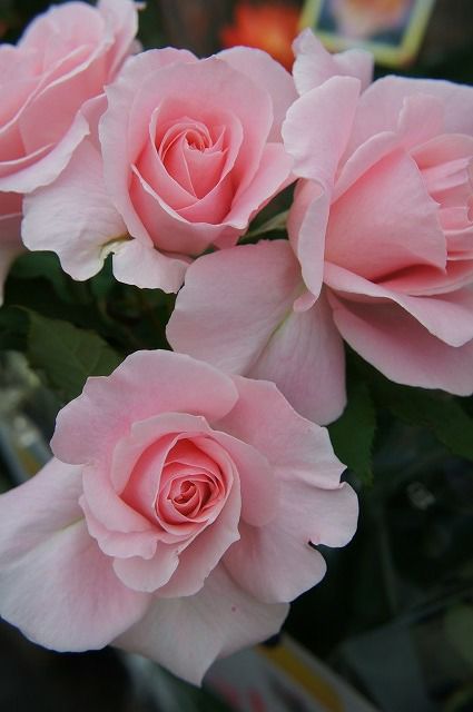 000000045868-02.jpg?size=l&w=