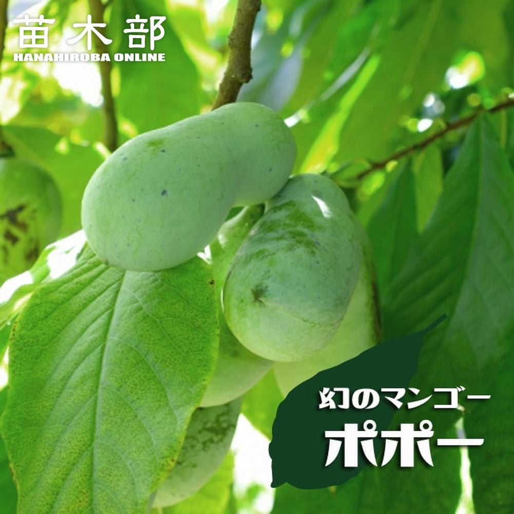 000000045975-01.jpg?size=l&w=