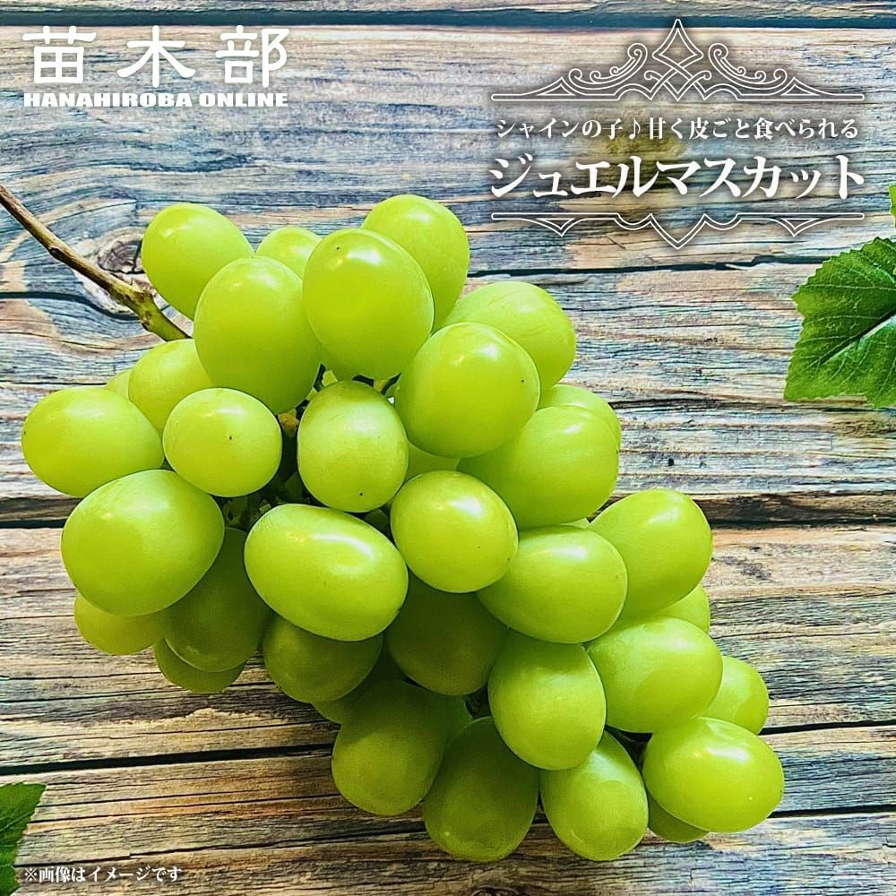 青（黄緑）系ぶどう | 苗木部 本店 By 花ひろばオンライン