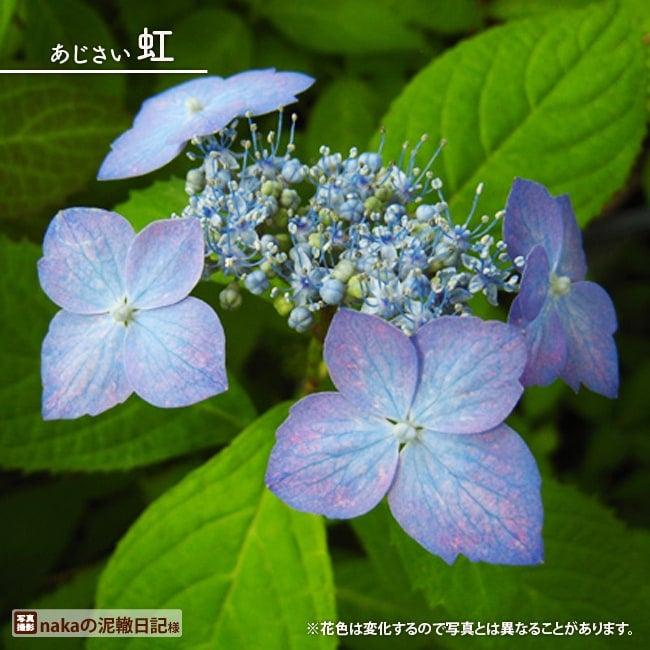 ヤマアジサイ 【虹 （にじ）】 ポット苗 写真ラベルなし | 苗木部 本店